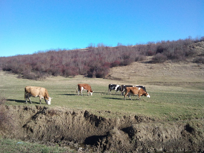 DSC01753 - ferma vaci de lapte