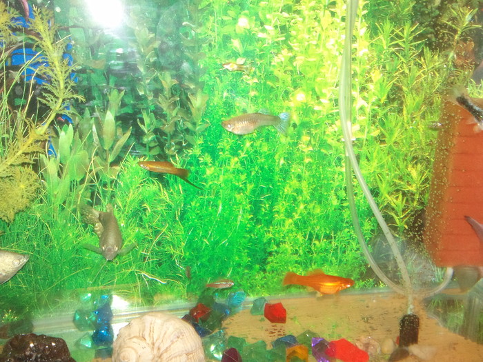 DSC01695 - ferma subacvatica