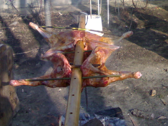 ceti mai place protapu