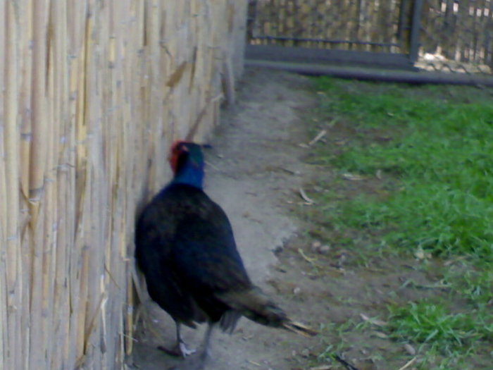 20042008658 - zoo braila