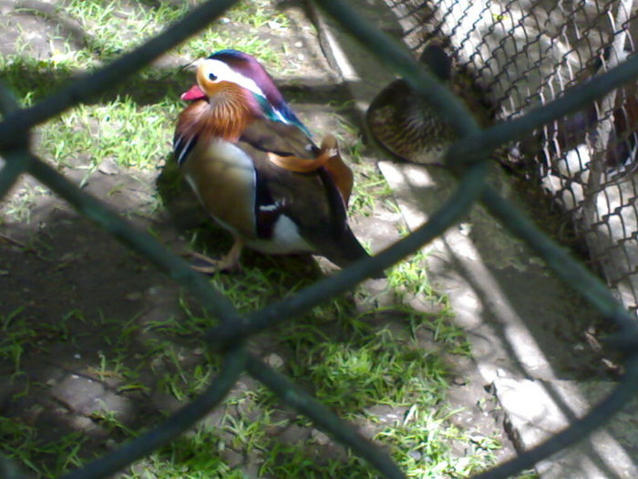 20042008660 - zoo braila