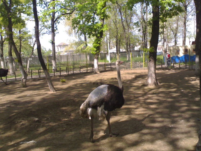 20042008667 - zoo braila