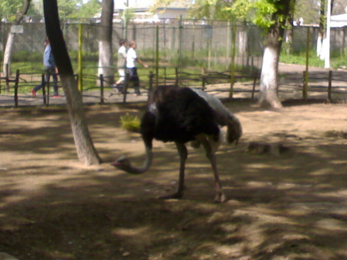 20042008668 - zoo braila