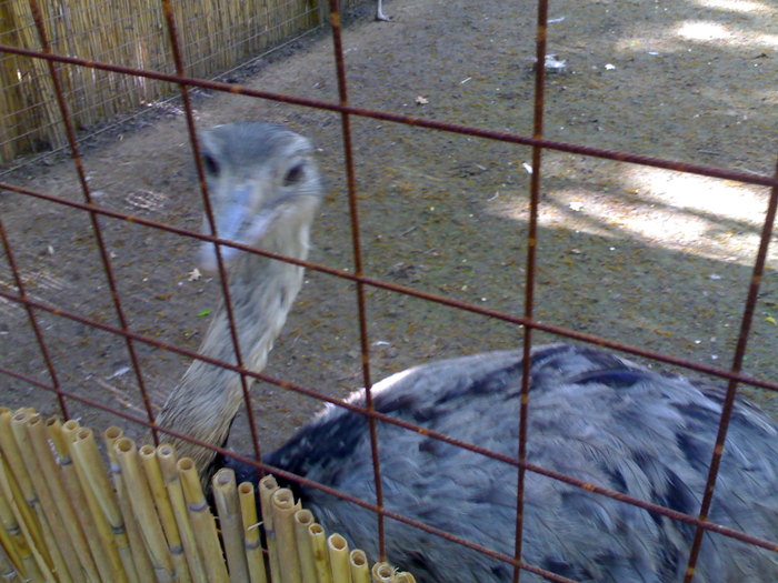 20042008671 - zoo braila