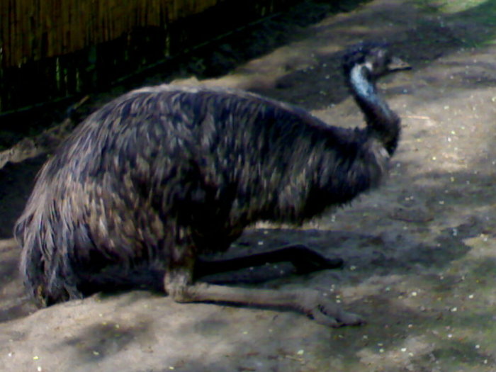 20042008672 - zoo braila