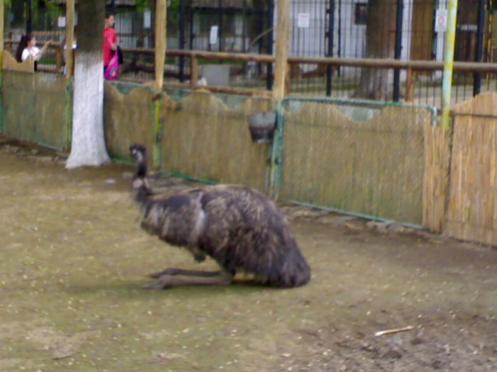 20042008673 - zoo braila