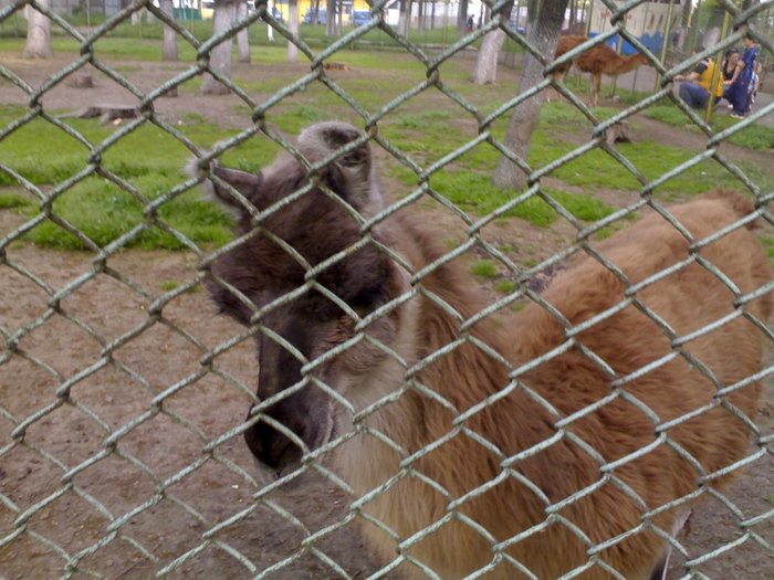 20042008674 - zoo braila