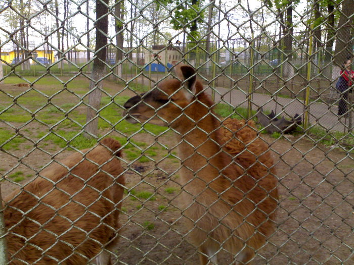 20042008675 - zoo braila