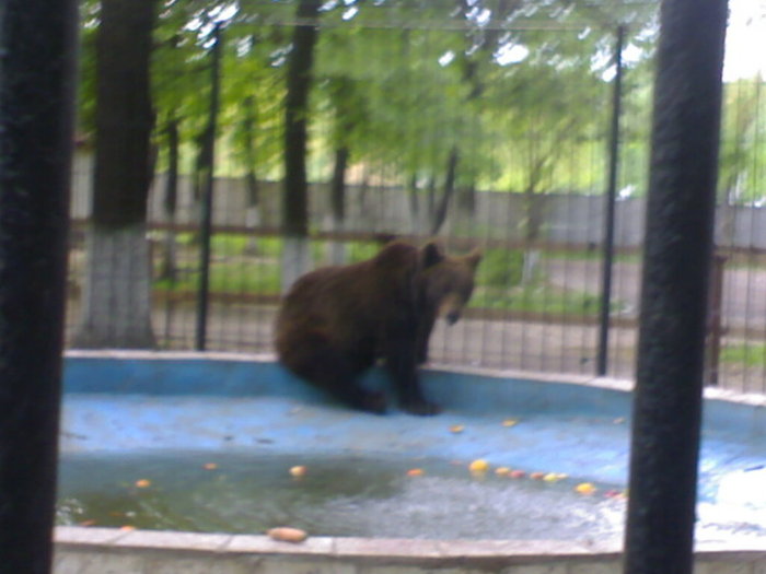 20042008678 - zoo braila