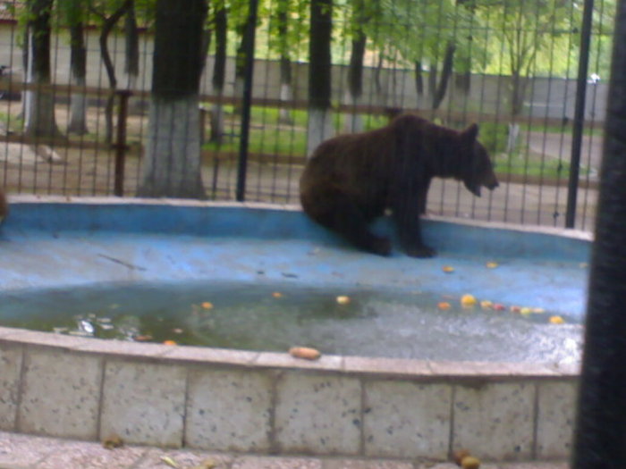 20042008679 - zoo braila