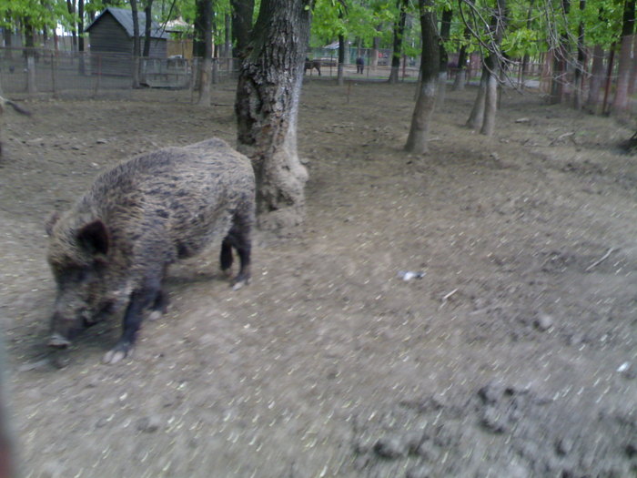 20042008680 - zoo braila