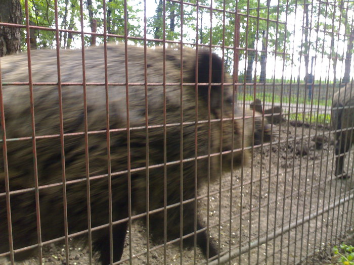 20042008681 - zoo braila