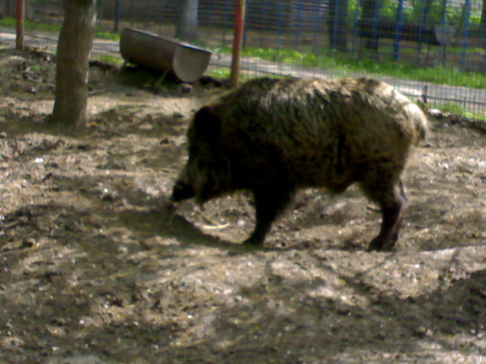 20042008683 - zoo braila