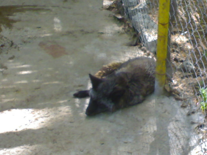 20042008685 - zoo braila