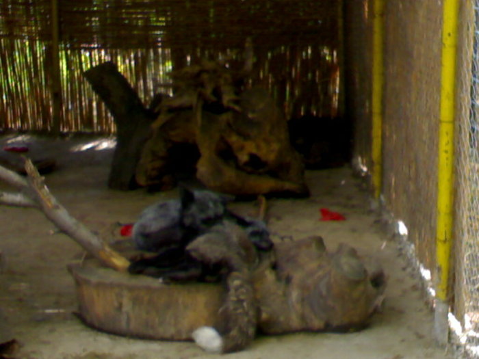 20042008686 - zoo braila
