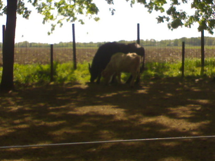 20042008687 - zoo braila