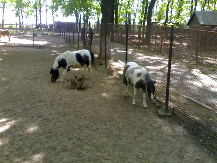 20042008688 - zoo braila