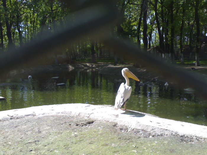 20042008689 - zoo braila