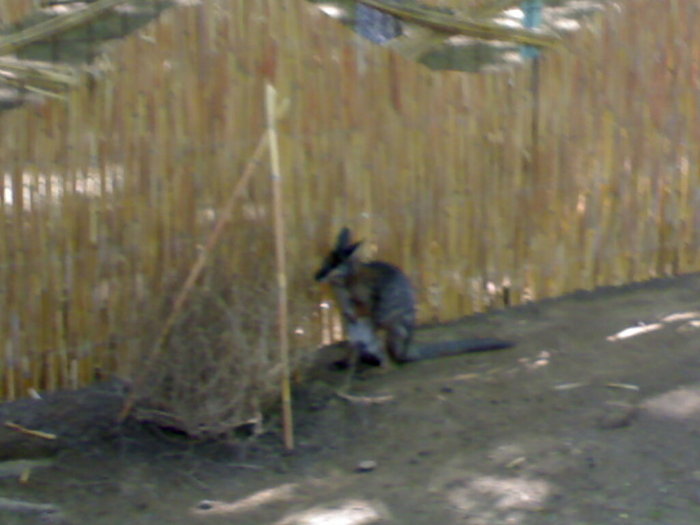 20042008692 - zoo braila