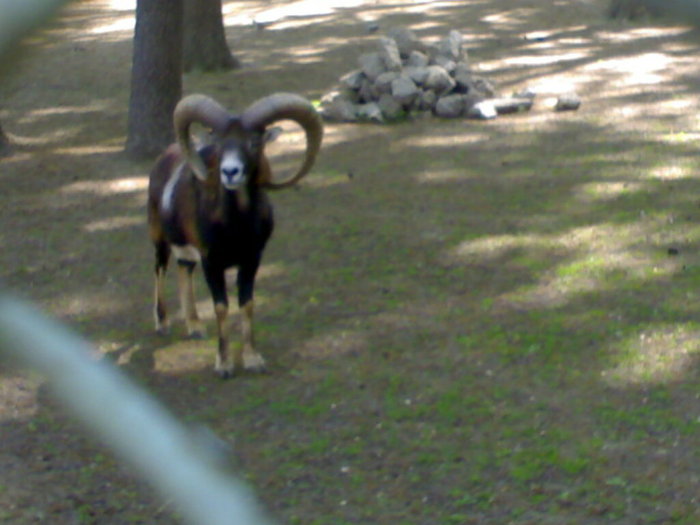 20042008694 - zoo braila