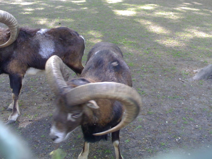 20042008695 - zoo braila