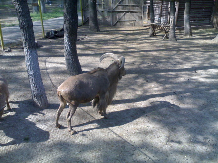 20042008697 - zoo braila