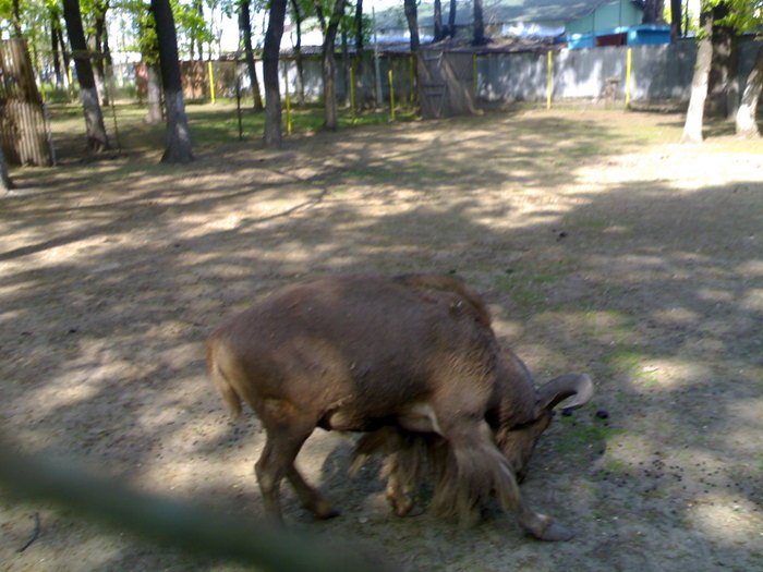 20042008698 - zoo braila