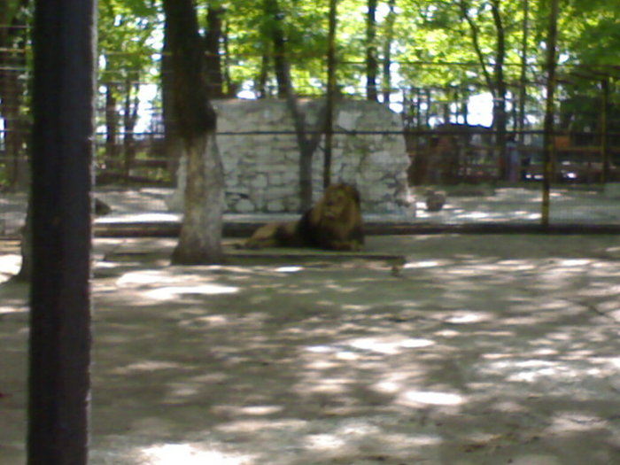 20042008699 - zoo braila
