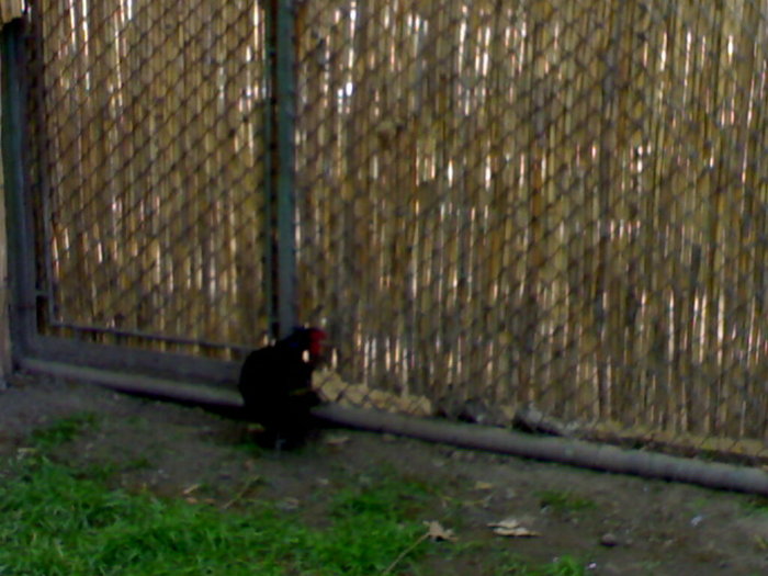 20042008654 - zoo braila