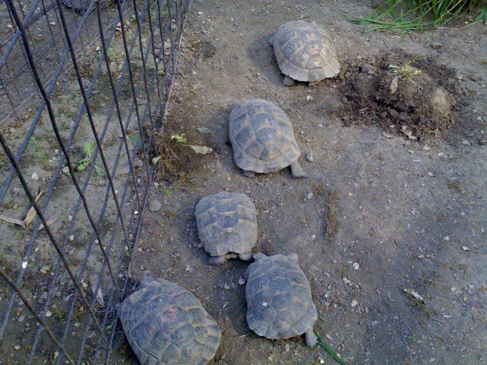20042008703 - zoo braila