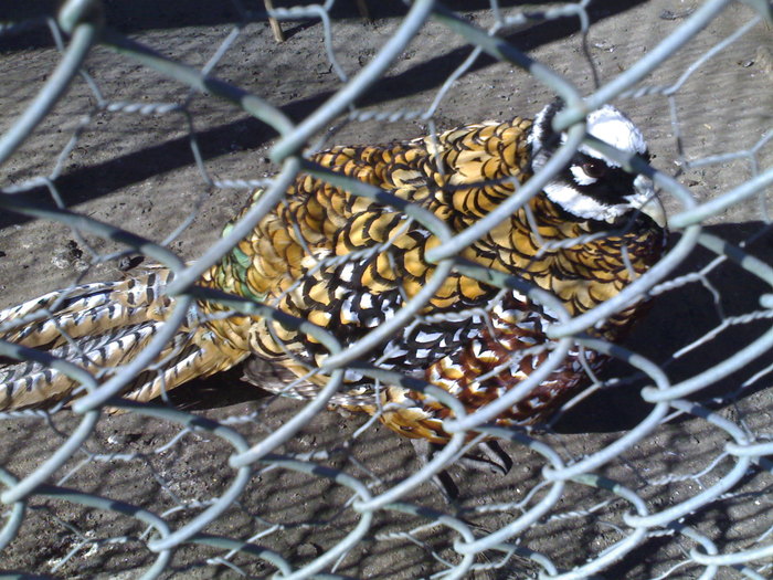 24022008329 - zoo braila