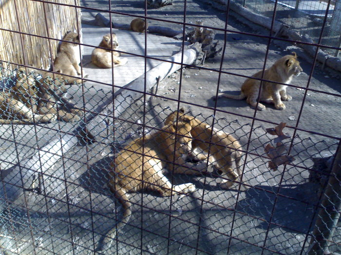24022008330 - zoo braila