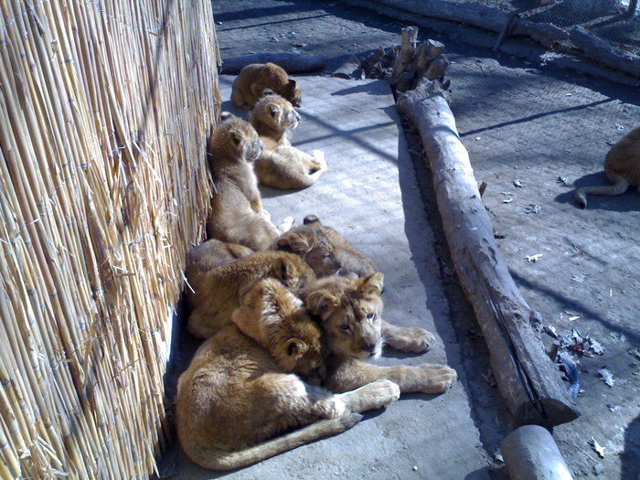 24022008331 - zoo braila