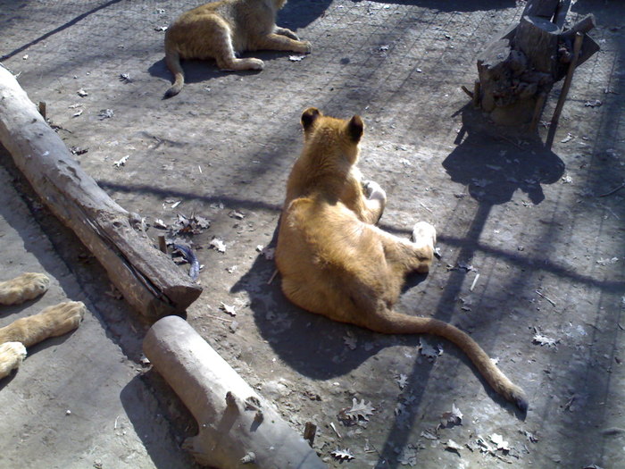 24022008333 - zoo braila