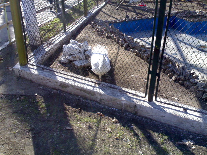 24022008334 - zoo braila