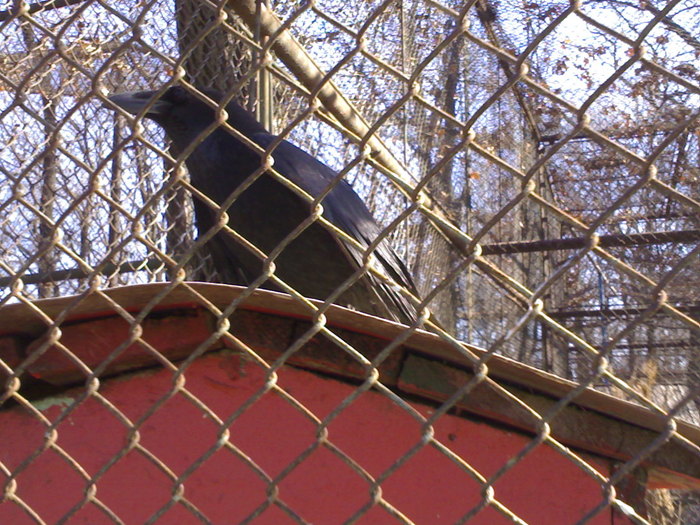 24022008336 - zoo braila