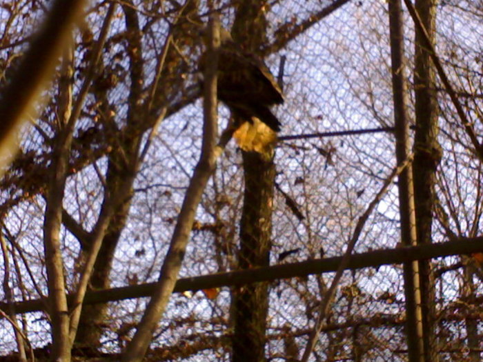 24022008337 - zoo braila