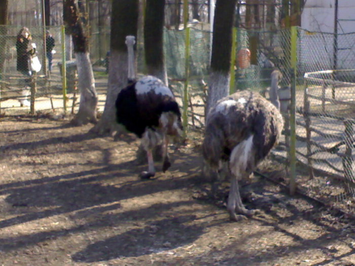 24022008339 - zoo braila