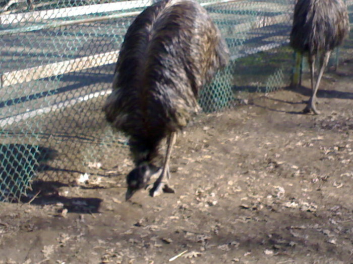 24022008343 - zoo braila