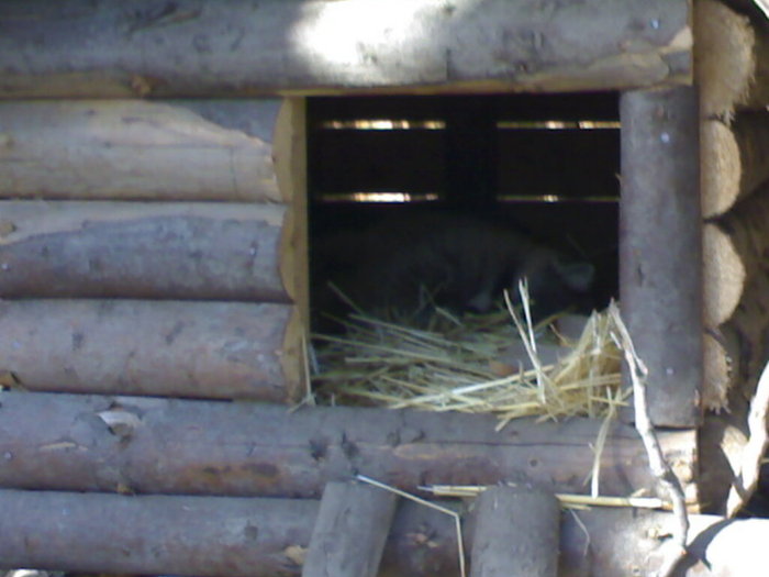 24022008344 - zoo braila