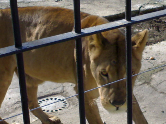 24022008345 - zoo braila