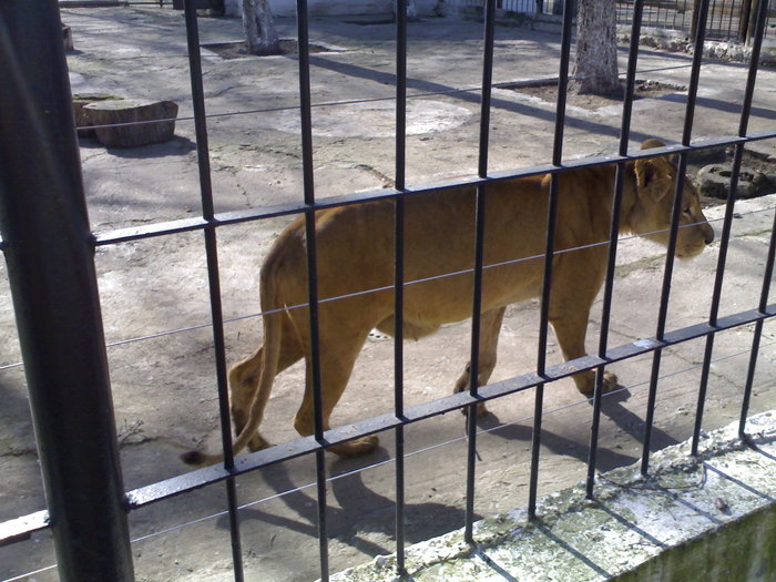 24022008346 - zoo braila