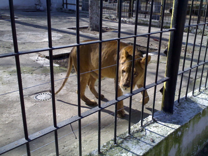 24022008347 - zoo braila