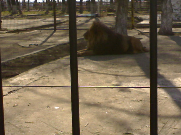 24022008348 - zoo braila