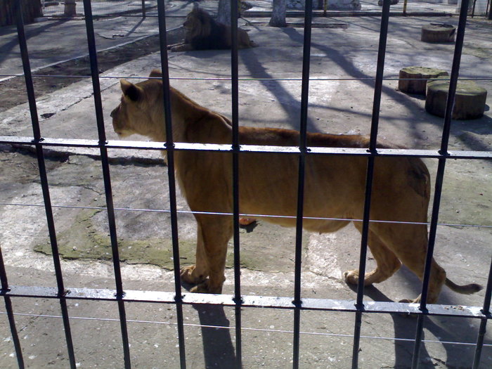 24022008349 - zoo braila