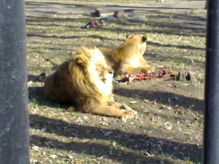 24022008353 - zoo braila