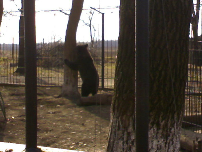 24022008357 - zoo braila