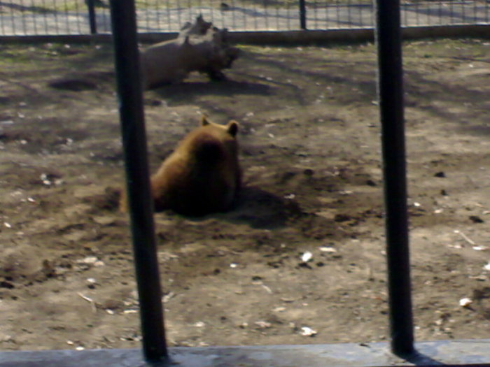 24022008358 - zoo braila