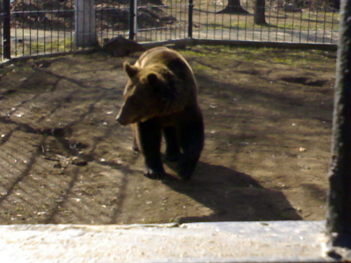 24022008360 - zoo braila