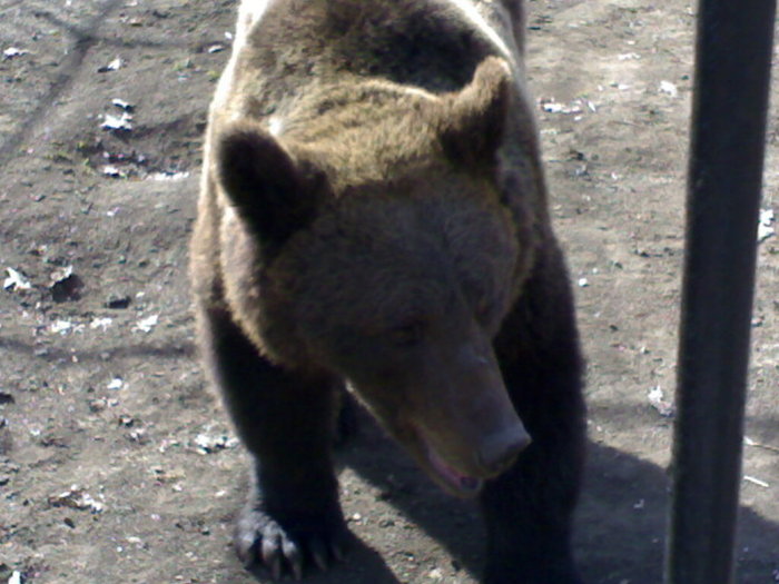 24022008361 - zoo braila